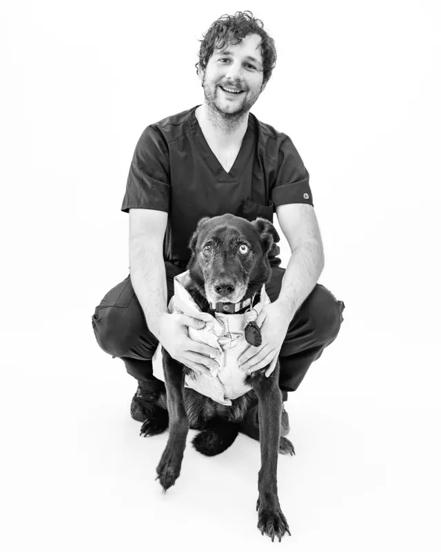 Dr. Temples crouching behind a grey-muzzled black dog