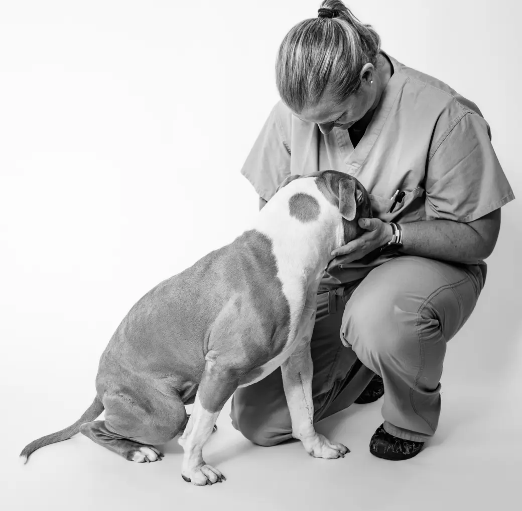 A team member in scrubs kneeling on the floor, gently holding the head of a large short-coated dog sitting in front of her, in black and white